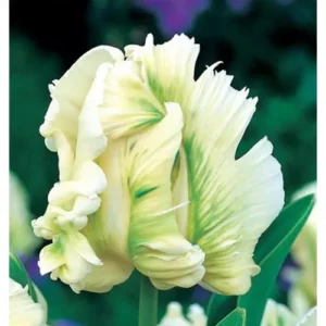 Tulipán – SUPER PARROT.jpg