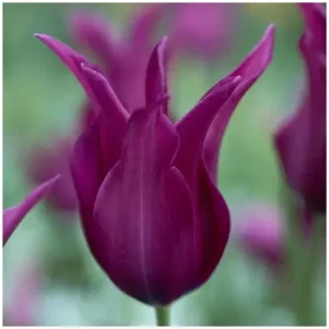 burgundy-tulip1.jpg