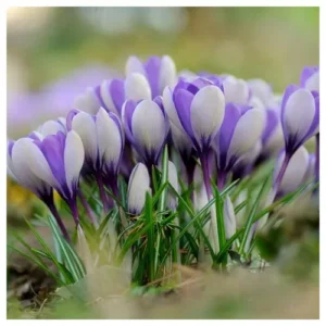 crocus-yalta.jpg