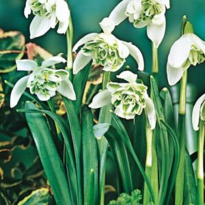 galanthus_double_plenus