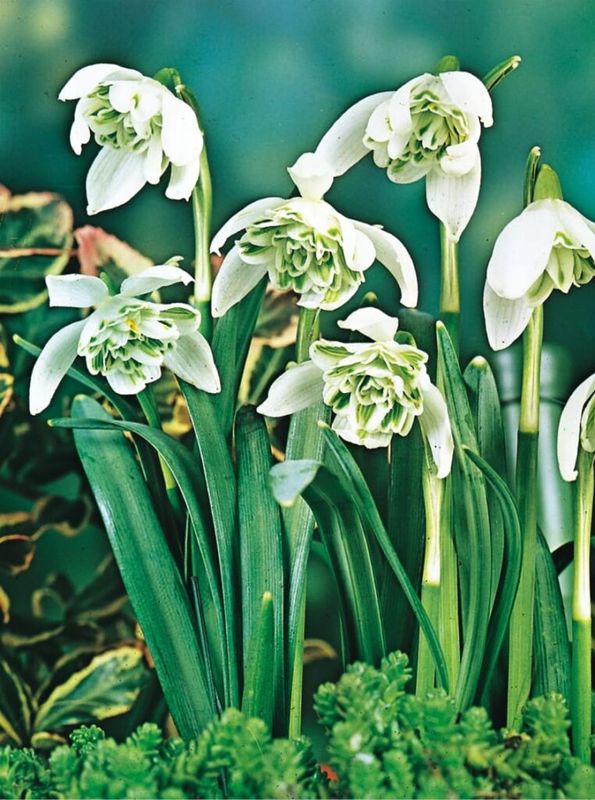 Hóvirág - GALANTHUS DOUBLE