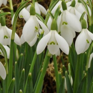galanthus_nivalis_resized