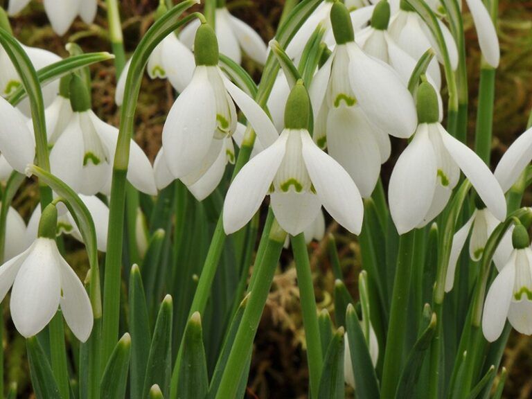Kikeleti hóvirág ( Galanthus nivalis )