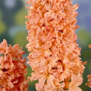 hyacinth_gipsy_queen