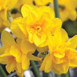 narcissus_golden_delicious_pot.jpg