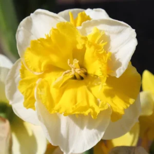narcisz_frileuse