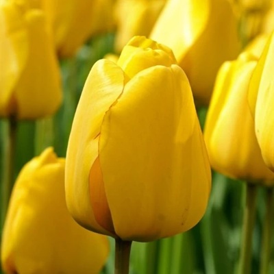 tulipán_GOLDEN APELDORN