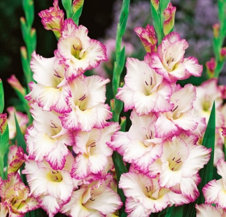 Kardvirág ( Gladiolus white-pink )