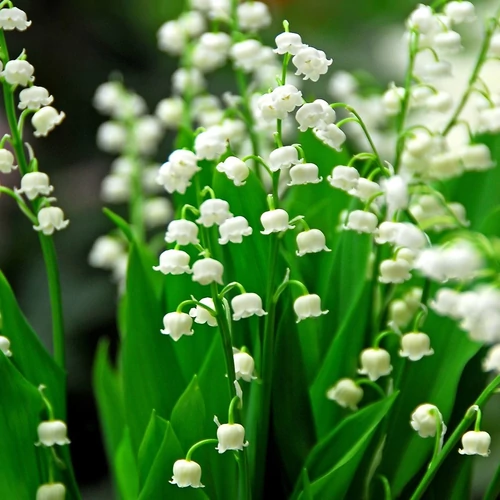 Gyöngyvirág (Convallaria majalis, Mérgező!).jpg