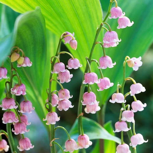 Gyöngyvirág_Convallaria_majalis_pink