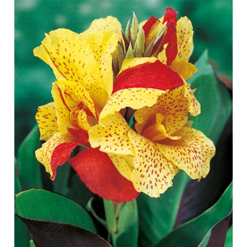 Kánna CLEOPATRA.jpg