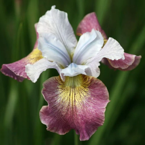 Szibériai nőszirom – Sugar Rush.jpg