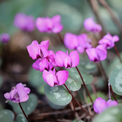 cyclamen-hederifolium.jpg