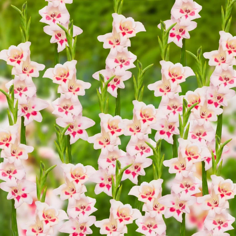 Törpe kardvirág ( Gladiolus Nanus Elvira  )