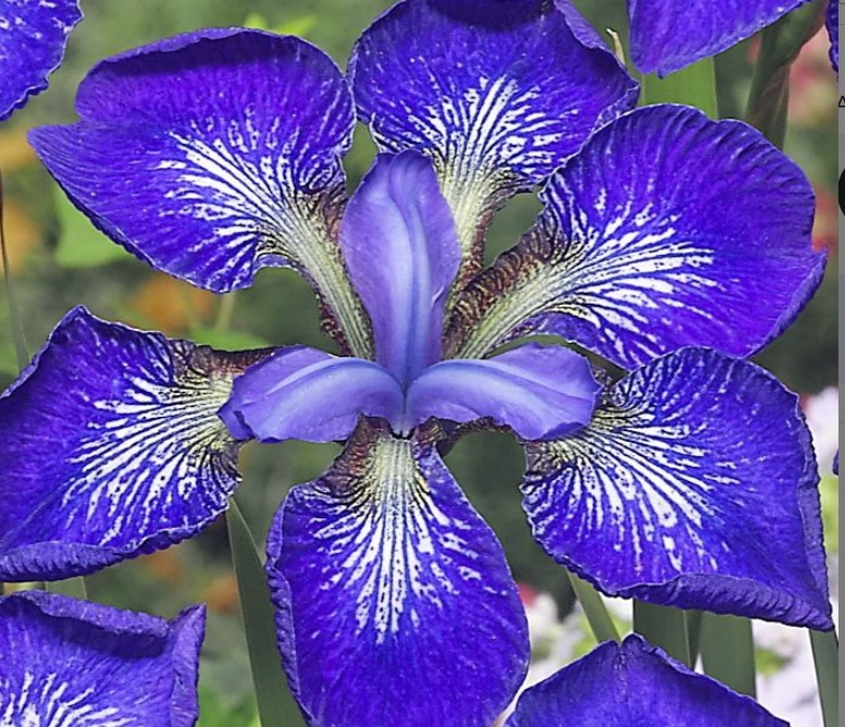 nőszirom_irisz_see_stars