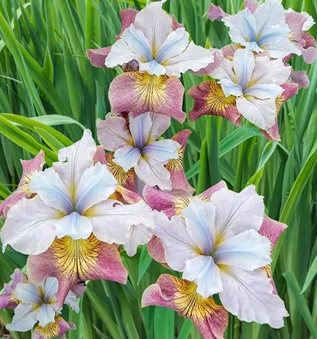 szibériai_nőszirom_sugar_rush