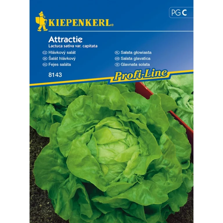 Fejes saláta vetőmag ( Attractie ) Kiepenkerl