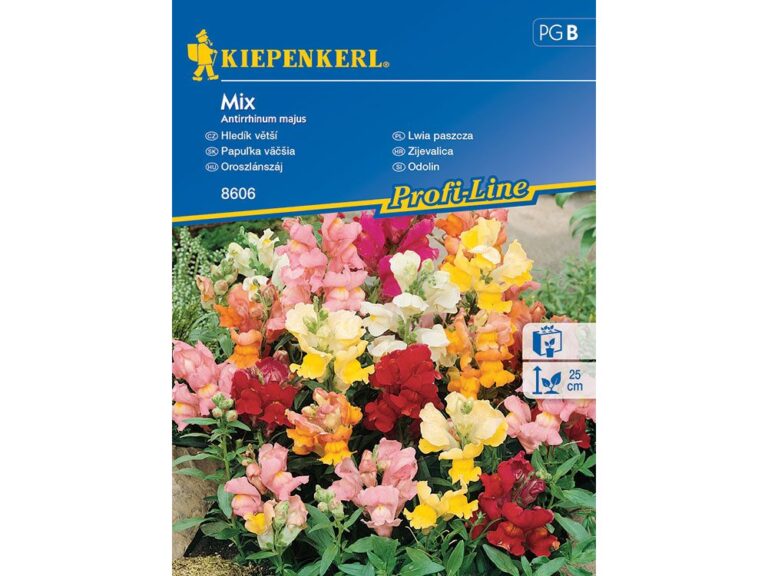Oroszlánszáj vetőmag színkeverék Alacsony C' ( Antirhinum majus Schnitt-Mischung ) Kiepenkerl