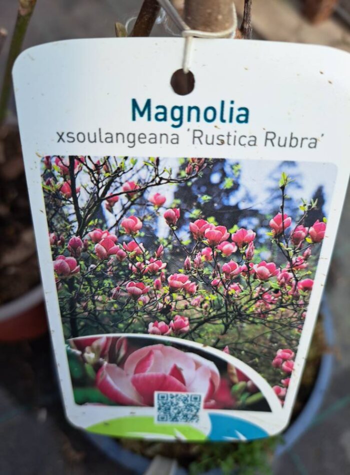 Magnolia x soulangeana Rustica Rubra Nagyvirágú liliomfa