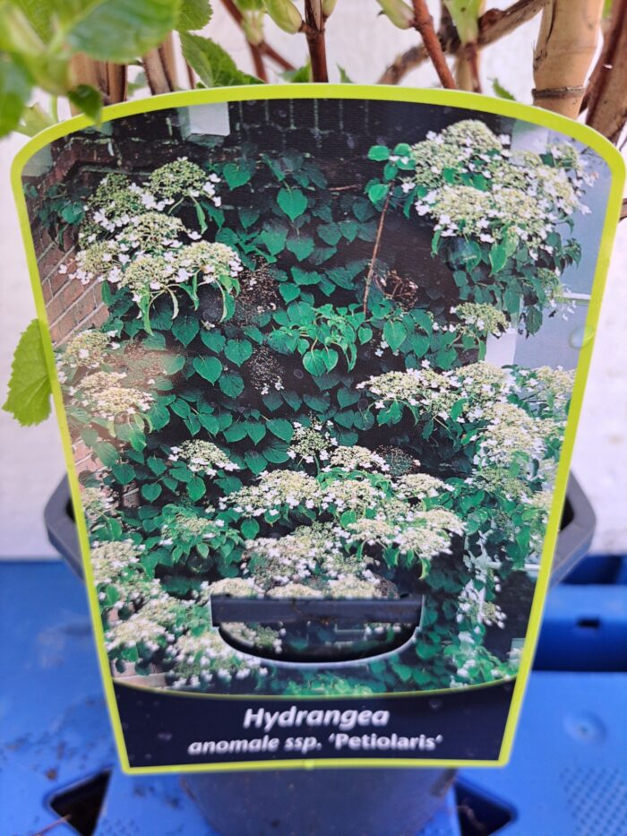 Kúszó hortenzia ( Hydrangea petiolaris)