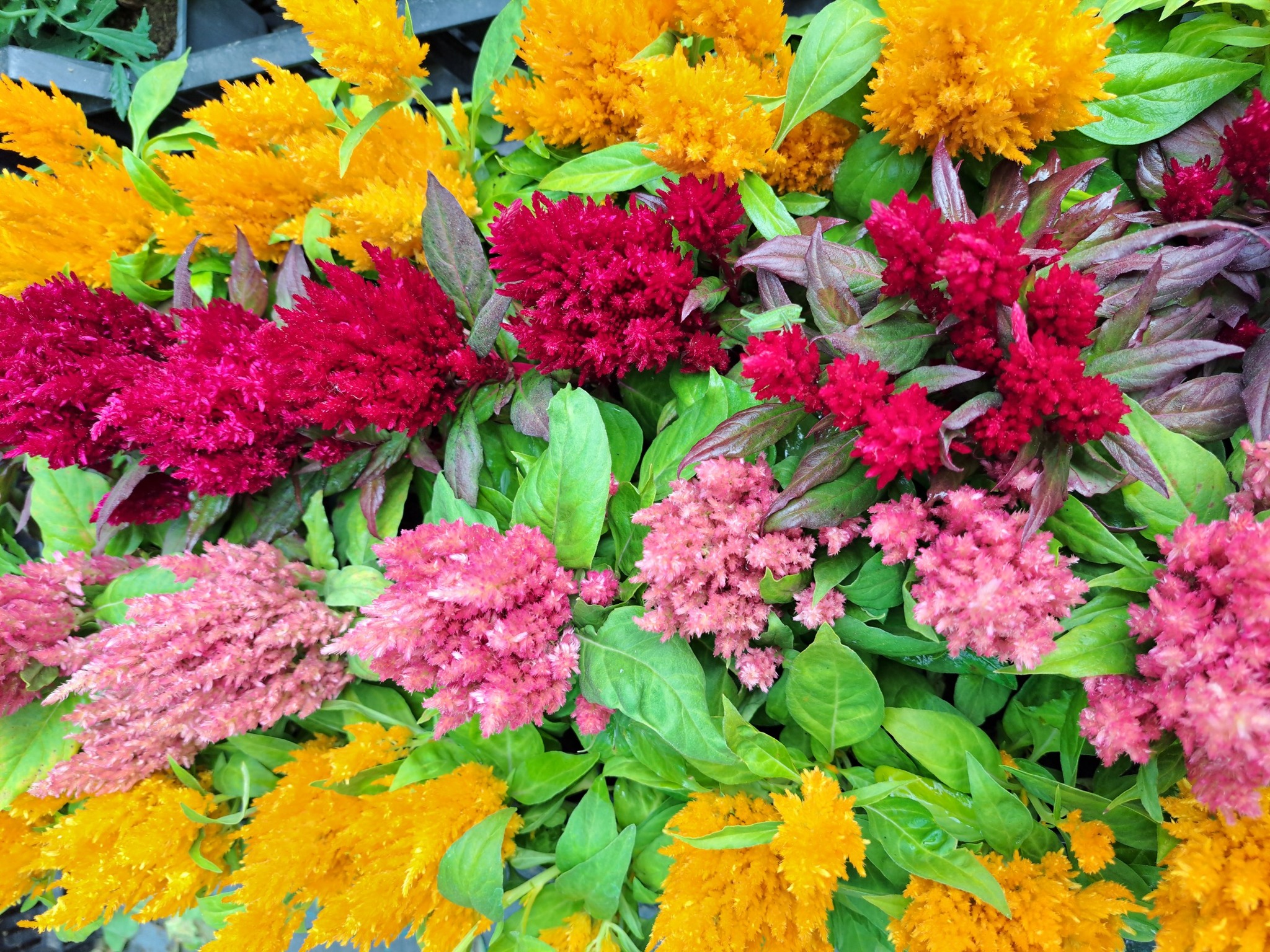 cellosia