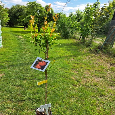 gránátalma