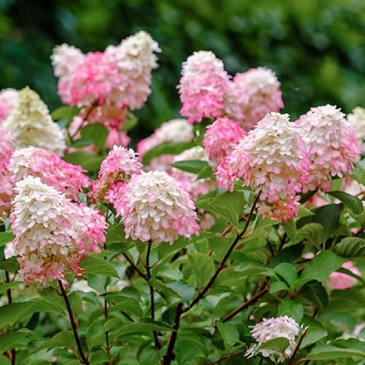 pink_lady_bugás_hortenzia