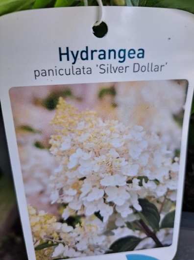 silver_dollar