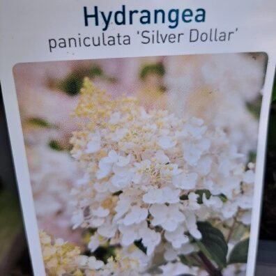 silver_dollar