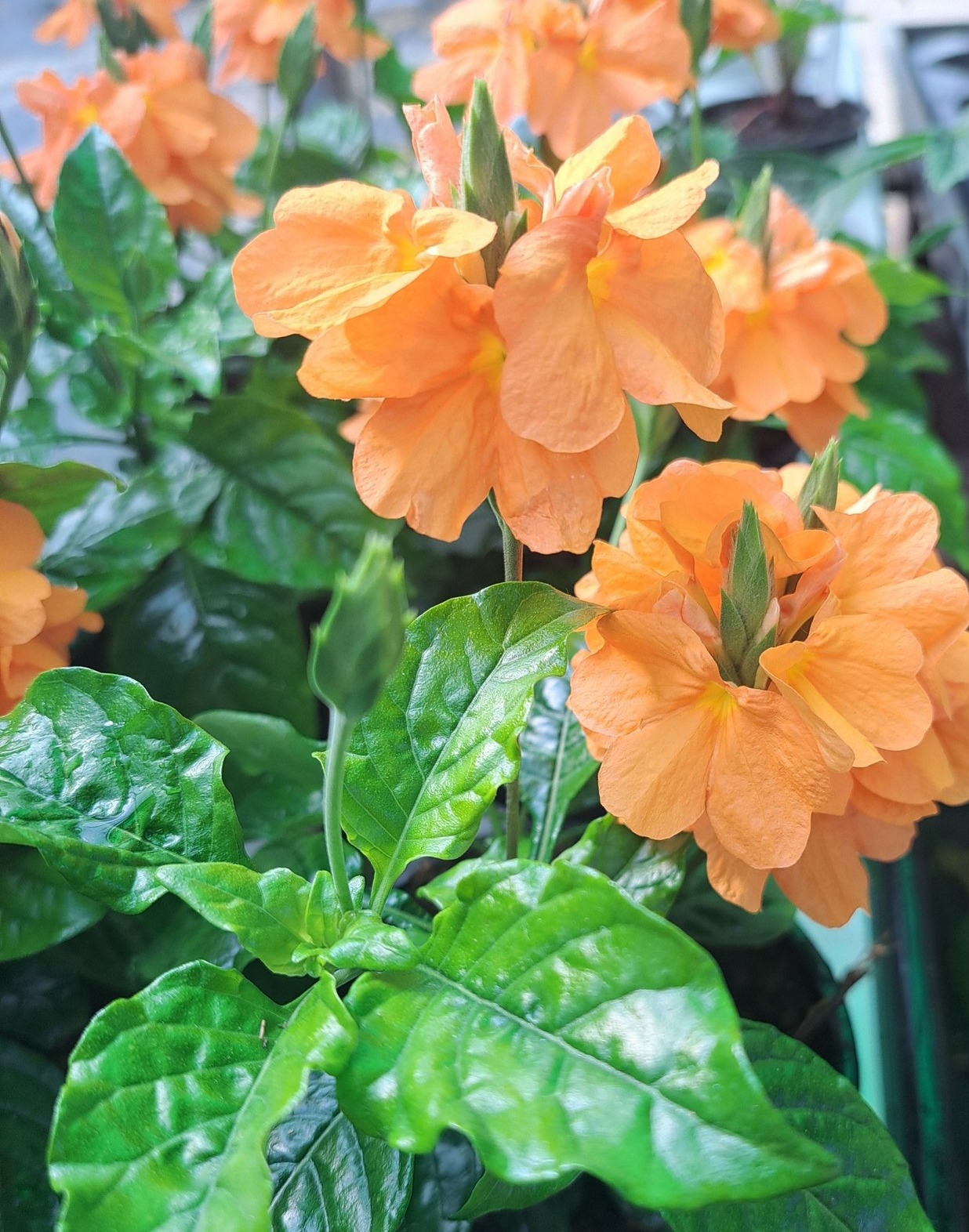 crossandra