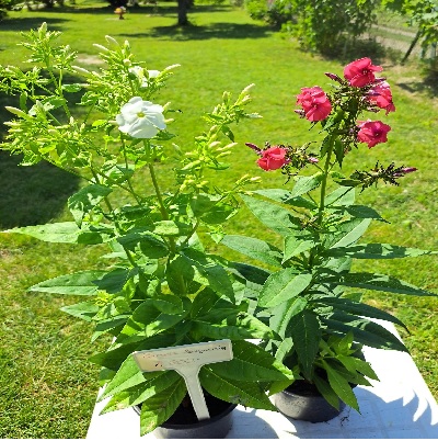 phlox