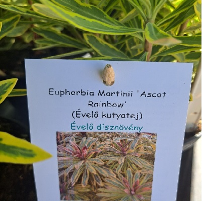 Euphorbia_martinii