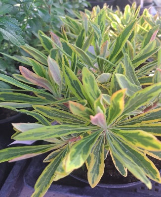Euphorbia_martinii_növény