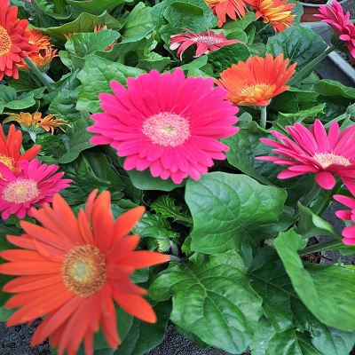 gerbera