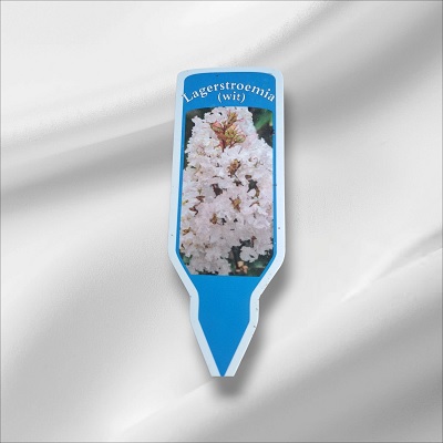 kínai_selyemmirtusz_white