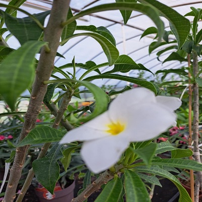 lanna_white_plumeria