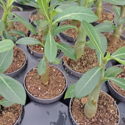 adenium_baby