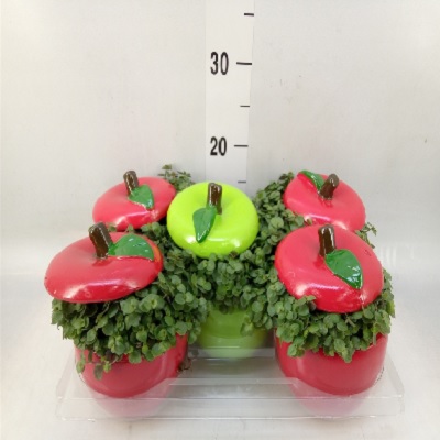 calisia_apple_mini