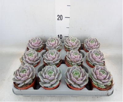 echeveria