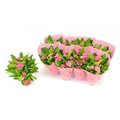 euphorbia_milii_charlotte