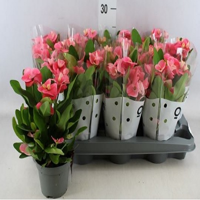 euphorbia_milii_queen