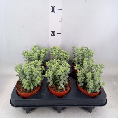fűrészes_levelű_crassula_perforata