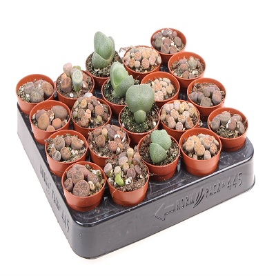 kavicsvirág_lithops