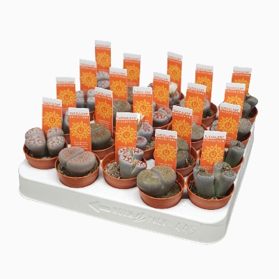 lithops_kavicskaktusz