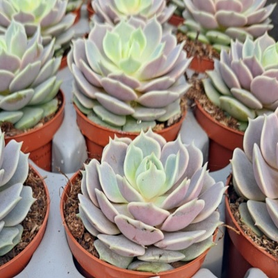 pozsgás_echeveria_lola