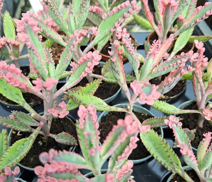 Sarjika ( Kalanchoe 'Pink butterfly')