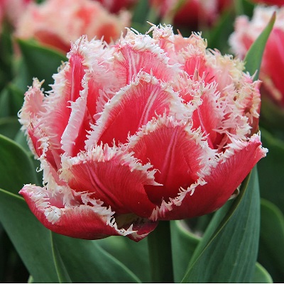 tulipán_ teltvirágú_rojtos_szélű_queesland