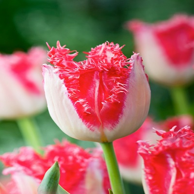 tulipán_sweet_simone