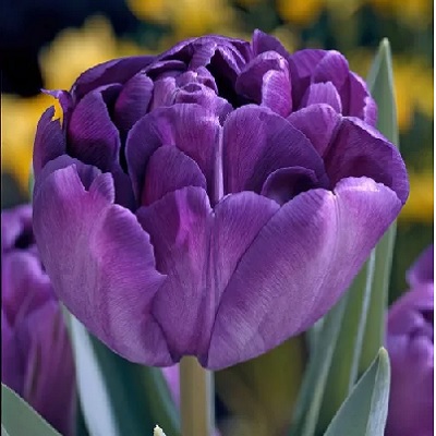 tulipán_teltvirágú_blue_diamond