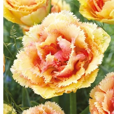 tulipán_teltvirágú_rojtos_brisbane